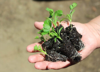 Entregan pilones de hortalizas y dan acompañamiento técnico en San Marcos