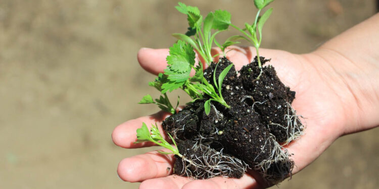 Entregan pilones de hortalizas y dan acompañamiento técnico en San Marcos