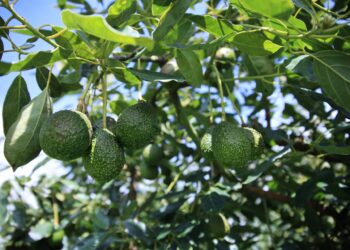 Estas son las áreas de producción de aguacate en Guatemala