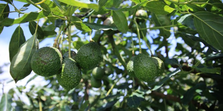 Estas son las áreas de producción de aguacate en Guatemala