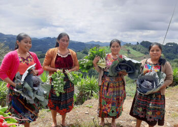 Estudiantes de Chimaltenango recolectan primera cosecha de hortalizas