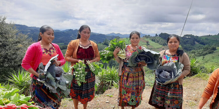 Estudiantes de Chimaltenango recolectan primera cosecha de hortalizas