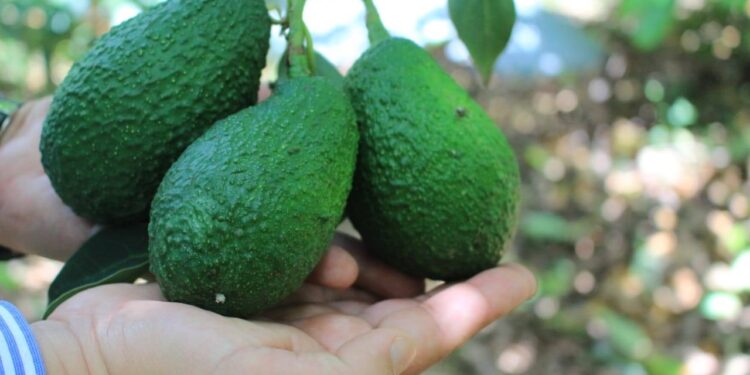 Fortaleciendo la producción de aguacate Hass en Guatemala