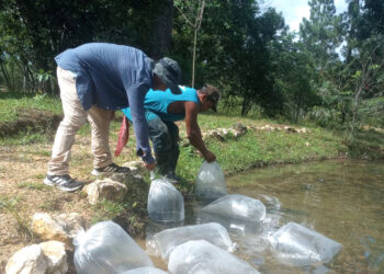 Fortaleciendo la seguridad alimentaria y el desarrollo comunitario en Petén