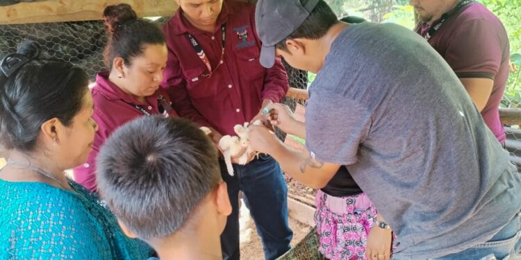 Fortalecimiento a la Producción Avícola de Petén