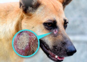 Recomendaciones para evitar el Gusano Barrenador del Ganado en sus mascotas