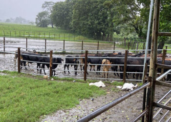 Inspeccionados 975 animales en corrales fronterizos en prevención de Gusano Barrenador del Ganado