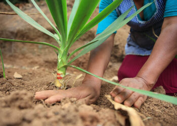 Izote, una planta común cuya flor es comestible