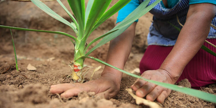 Izote, una planta común cuya flor es comestible