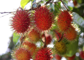 La Licha o Rambután, otro fruto de grandes beneficios para la salud