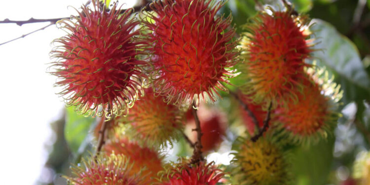 La Licha o Rambután, otro fruto de grandes beneficios para la salud