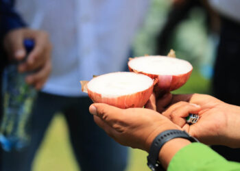 La cebolla morada necesita suelos drenados y sueltos