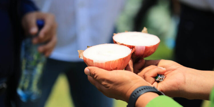 La cebolla morada necesita suelos drenados y sueltos