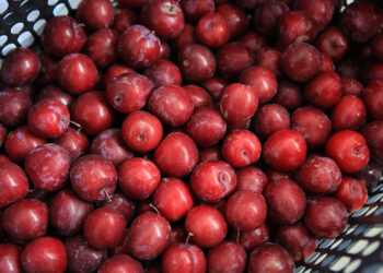 La ciruela es una fruta de clima templado y subtropical