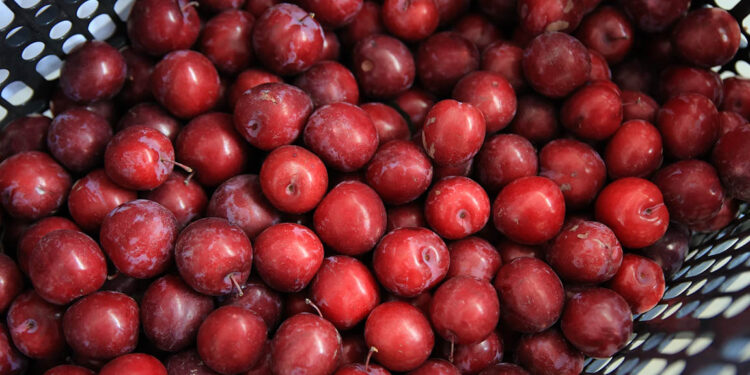 La ciruela es una fruta de clima templado y subtropical