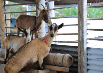 La cría de ganado caprino en Guatemala