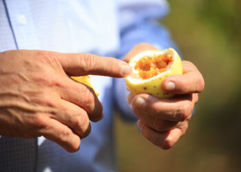 La fruta de la pasión: Maracuyá