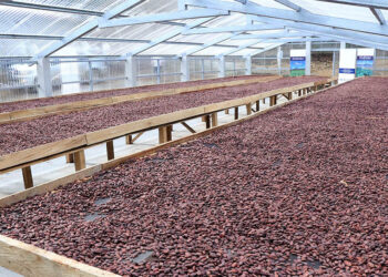 Los invernaderos optimizan cultivo de cacao