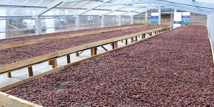 Los invernaderos optimizan cultivo de cacao