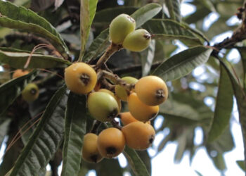 Los nísperos son ricos en vitaminas, antioxidantes y fibra