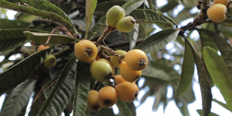 Los nísperos son ricos en vitaminas, antioxidantes y fibra