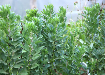 Los principales cultivos de haba están en tres departamentos