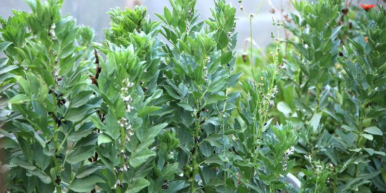 Los principales cultivos de haba están en tres departamentos