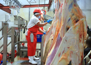 Gusano barrenador: Medidas sanitarias garantizan seguridad en productos de carne
