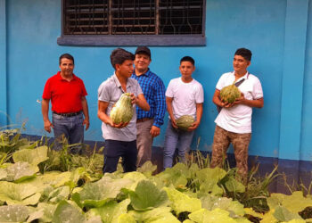 Monitorean y levantan cosechas de huertos escolares
