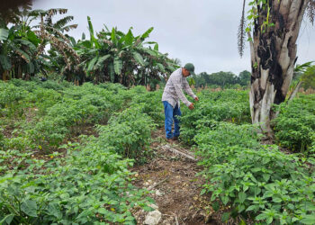 Ofrecen asesoría técnica en control de plagas