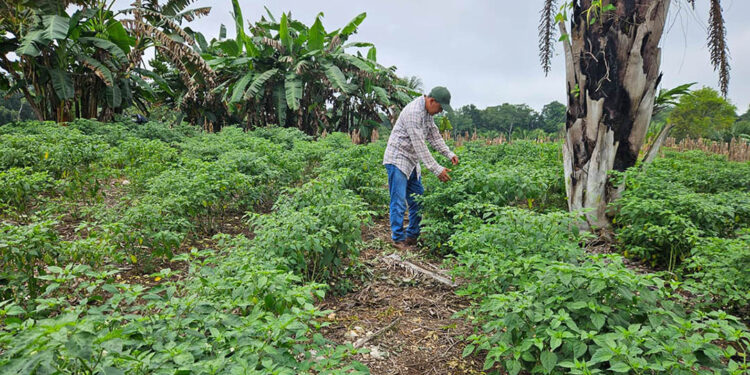 Ofrecen asesoría técnica en control de plagas