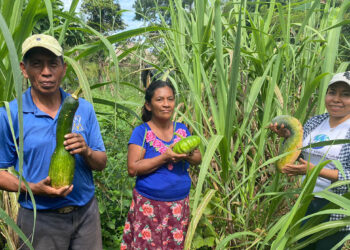 Ofrecen jornada de asistencia técnica para Huertos Familiares en Poptún