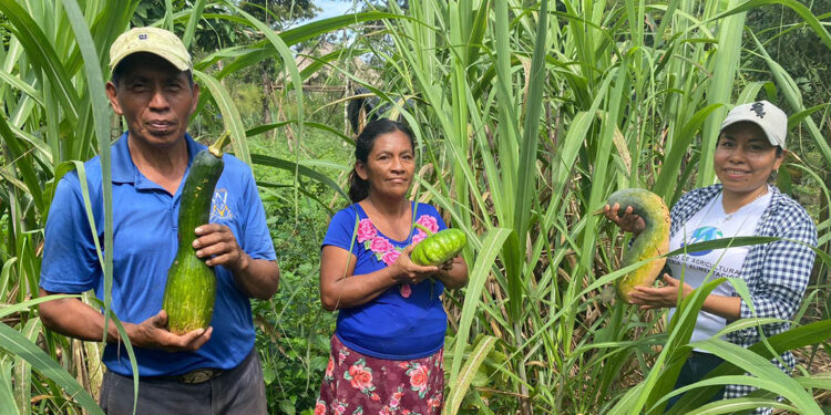 Ofrecen jornada de asistencia técnica para Huertos Familiares en Poptún