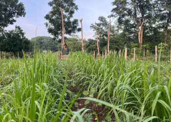 Pastos mejorados contribuyen a reducir efectos del cambio climático