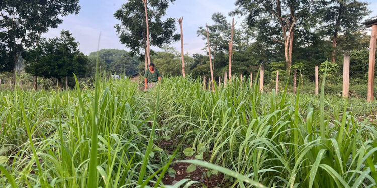 Pastos mejorados contribuyen a reducir efectos del cambio climático