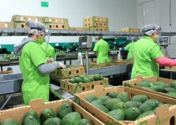Productores están listos para primeras exportaciones de aguacate a EE. UU.