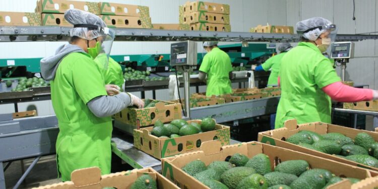 Productores están listos para primeras exportaciones de aguacate a EE. UU.