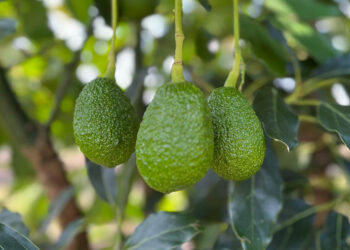 Productores están optimistas ante oportunidad de exportar aguacate Hass a EE. UU.