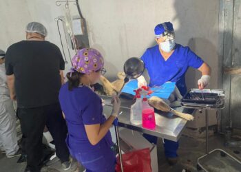 Sololá: Promueven jornada de castración para regulación de perros callejeros