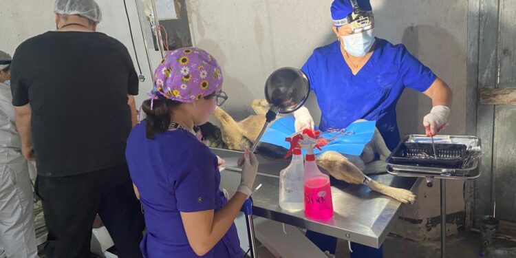 Sololá: Promueven jornada de castración para regulación de perros callejeros