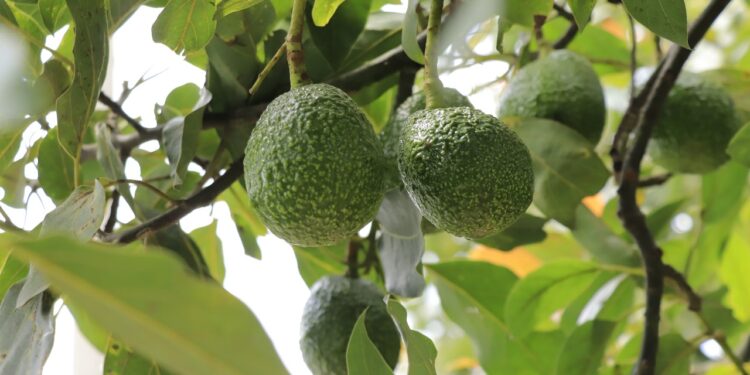 Pronto podrían realizarse primeras exportaciones de aguacate guatemalteco a EE. UU.