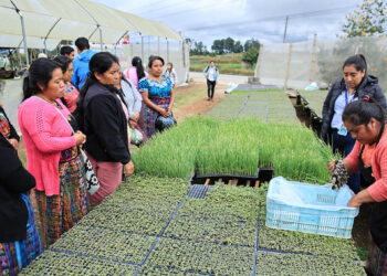 Replicarán huerto modelo de Parramos en Fraijanes