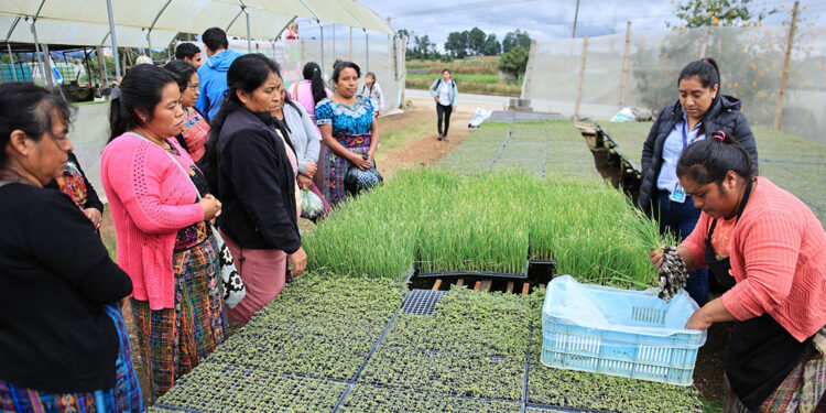 Replicarán huerto modelo de Parramos en Fraijanes