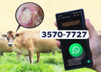 Reportar casos sospechosos de gusano barrenador es clave para evitar su propagación