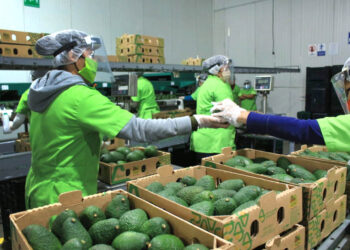 Requisitos clave para exportar aguacate Hass guatemalteco a los Estados Unidos
