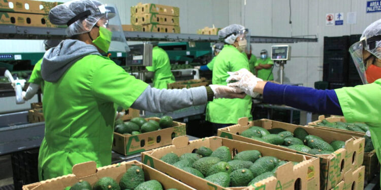 Requisitos clave para exportar aguacate Hass guatemalteco a los Estados Unidos