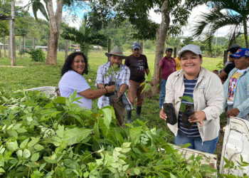 Restauración de cobertura forestal en cuenca del río Concomá
