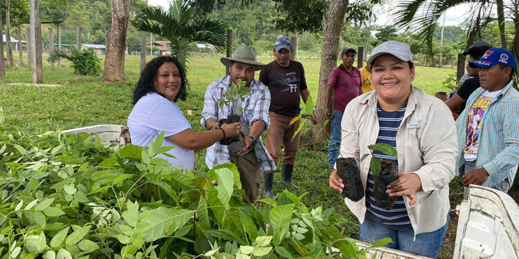 Restauración de cobertura forestal en cuenca del río Concomá