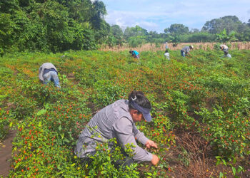Se apoya el corte de chile cobanero en parcela demostrativa