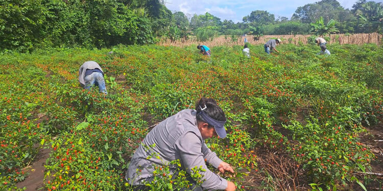 Se apoya el corte de chile cobanero en parcela demostrativa